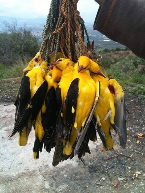 Vogel auf Hacken hängendpg