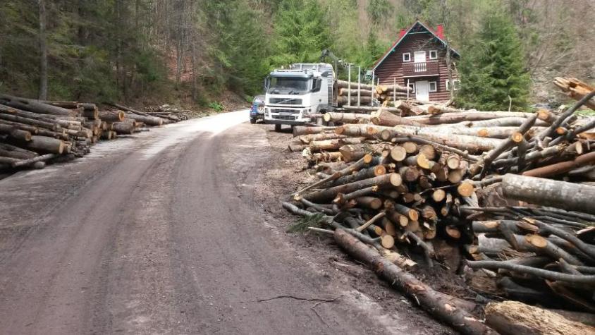 Waldzerstörung in Rumänienpg