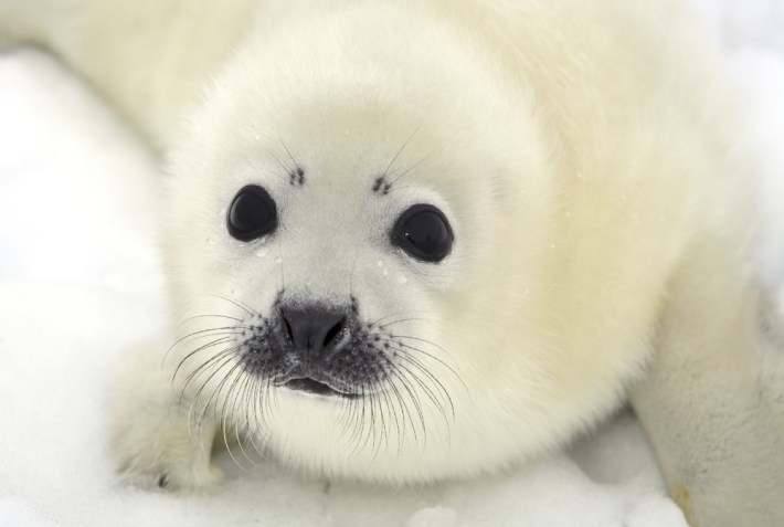 whitecoat seal pup