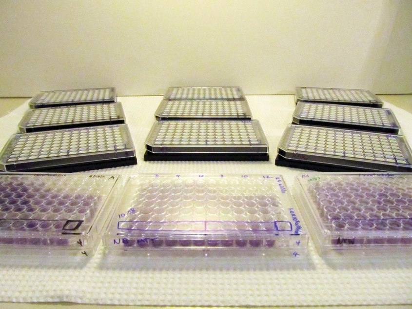 Zellkulturplatte-002-c-Institute-for-In-Vitro-Sciences