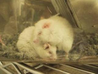 zwei Labormäuserpg