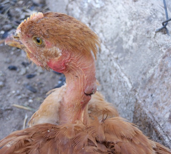 abgezupftes Hühner kopfjpg