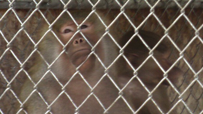 Affe hinter Gitternjpg