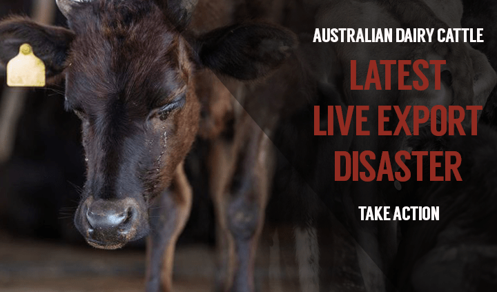 Aus cattle ex Aprril.png