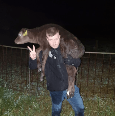 Aus rescued calf.png