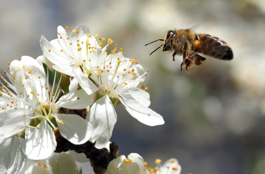 bienen-auf Blumen
