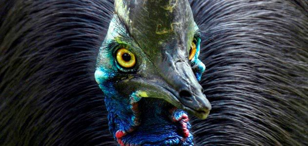 cassowaries_631
