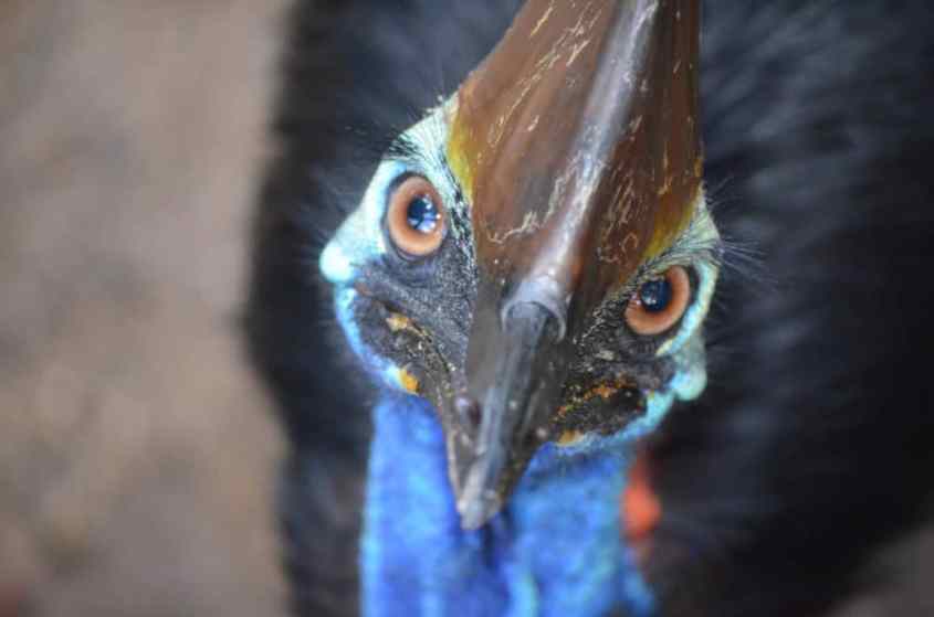 cassowary
