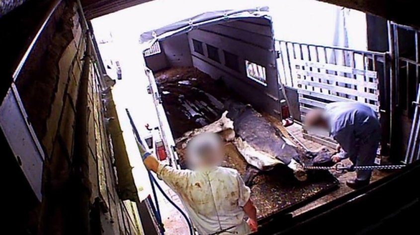 die-staatsanwaltschaft-oldenburg-ermittelt-nun-kuh