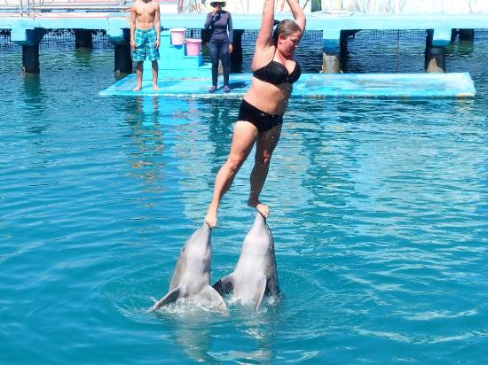 dolphin captivity 2