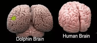 dolphin hu,man brain