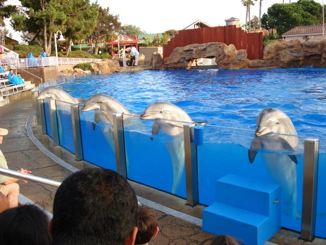 dolphn captivity 1