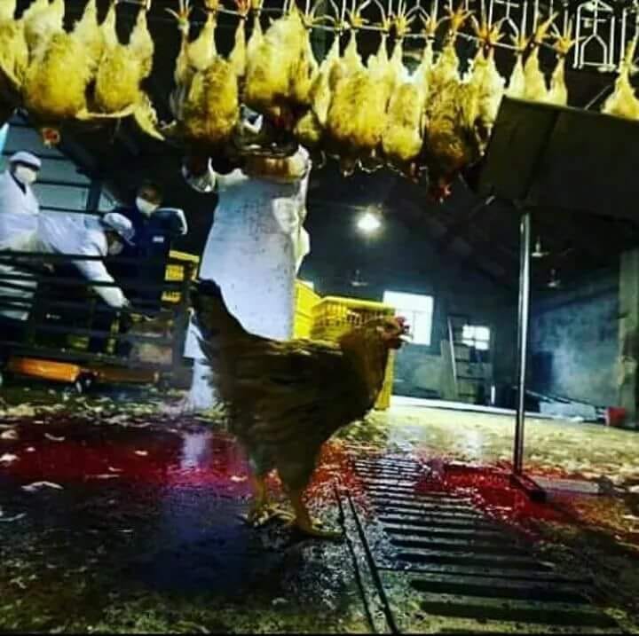 Ein Huhn unter aufgehängten_n