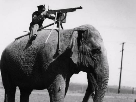 elephant machine gun