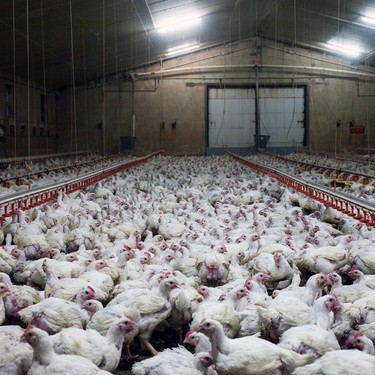 Halle mit Hühnerjpg