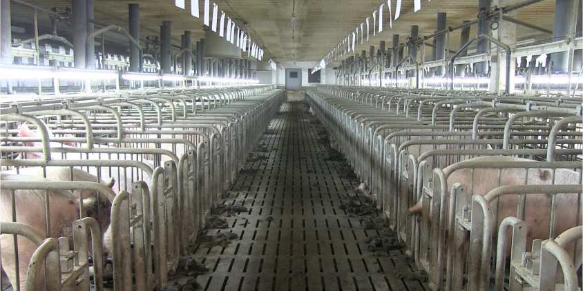 Jungsauenhalle.jSachsenpg