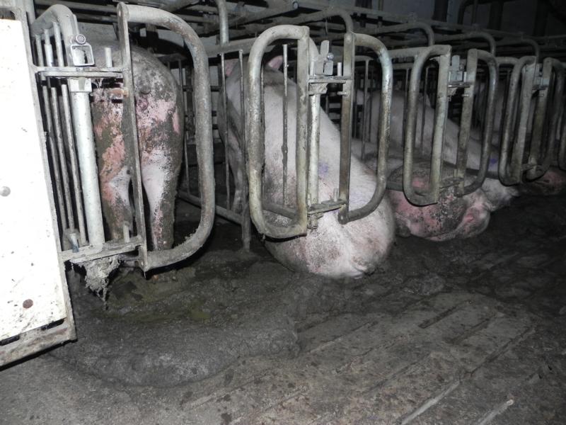 kastenstand-kot-und-urin-laufen-nicht-ab Sxhweine in Sachsen