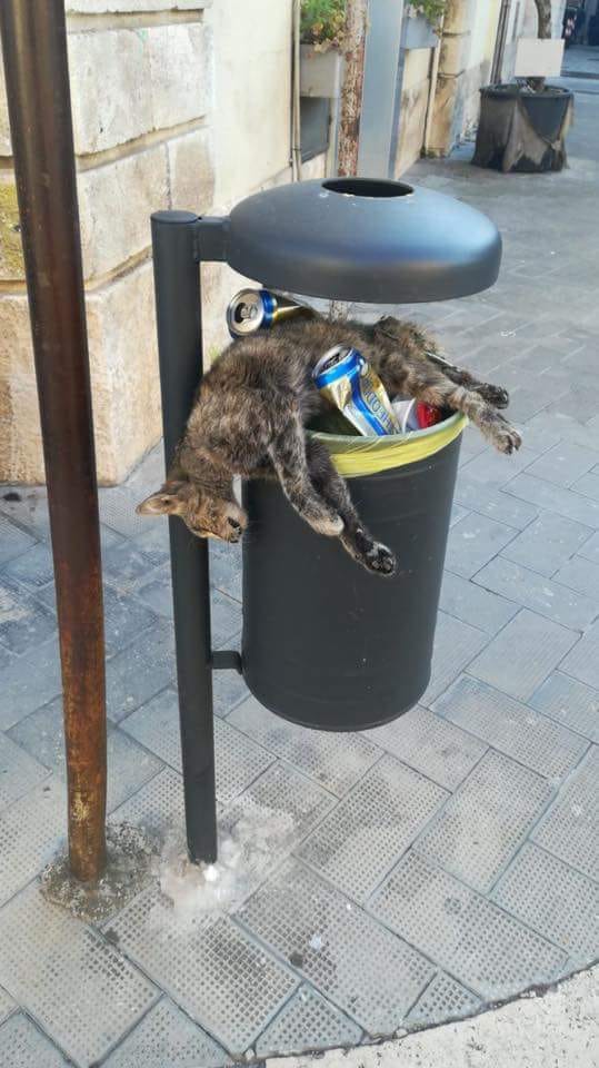 Katze auf Abfallkorb