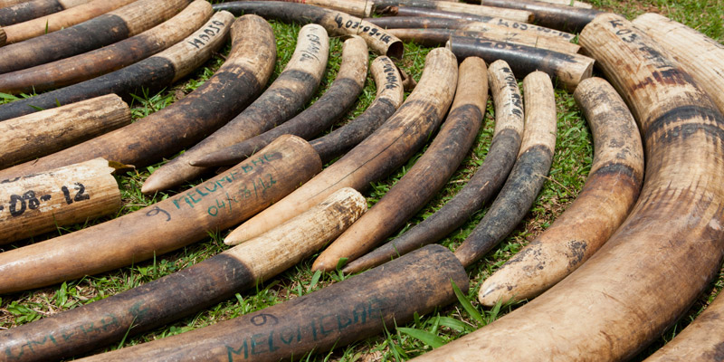 Konfisziertes-Elfenbein-_-Mike-Goldwater