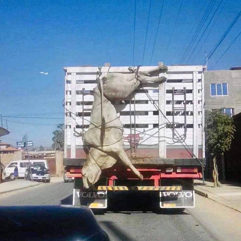 kuh hängt ausserhalb eines LKW`s_n