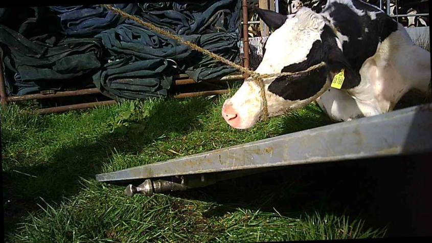 Kuh mit Seil auf das Augeo