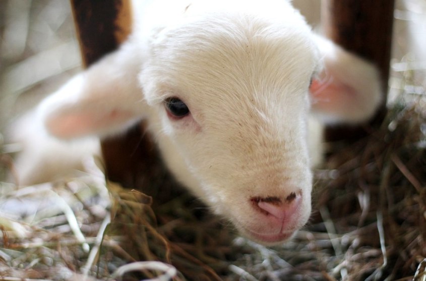 -Lamm-Titelbild-c-PETA-D