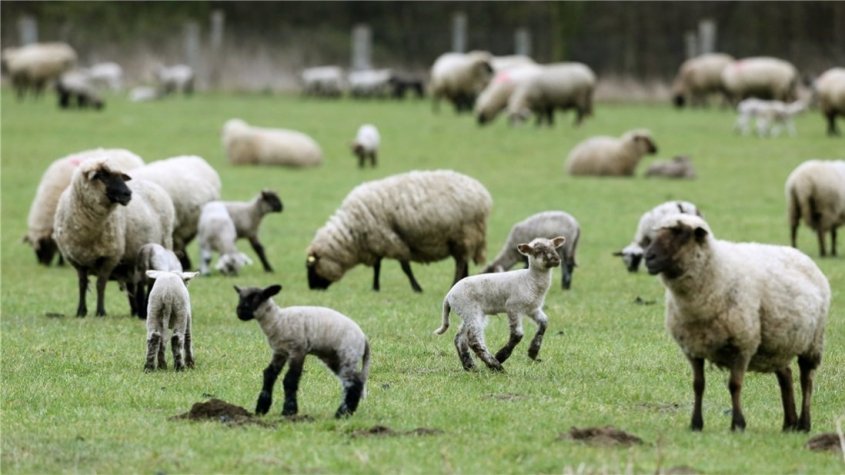 lämmer auf der Wiesejpg