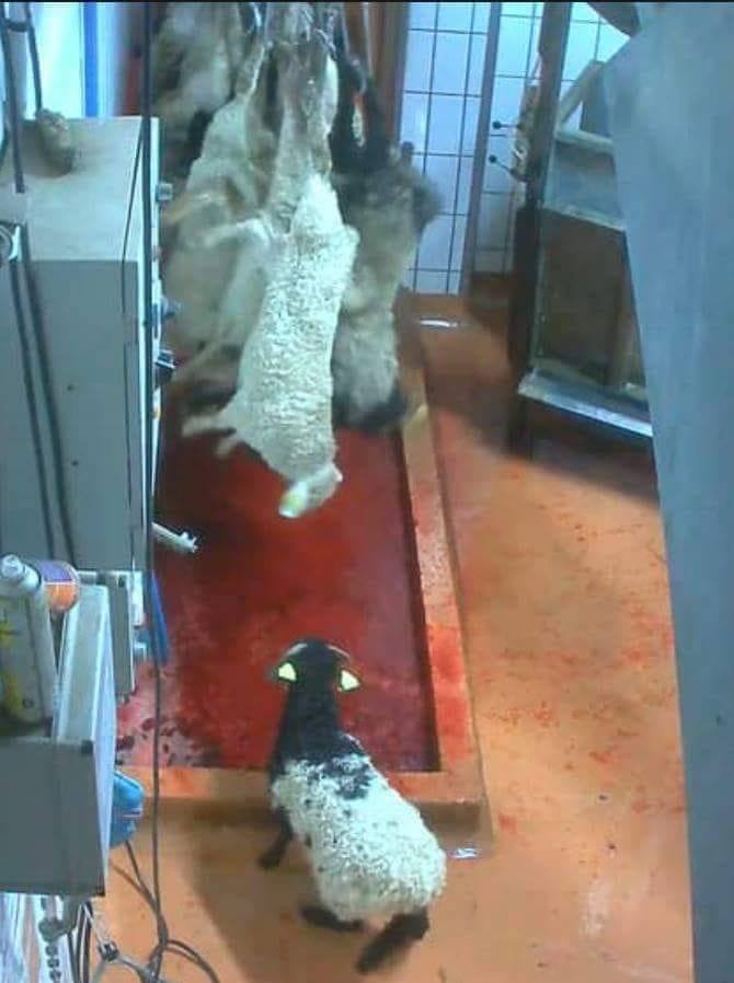 Lämmleien am Schlachthof guckend n