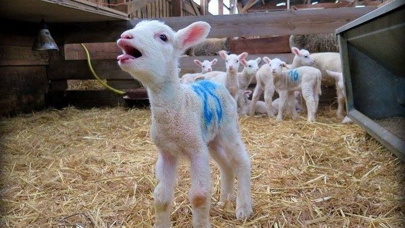 lämmlein markiert zum schlachten_n