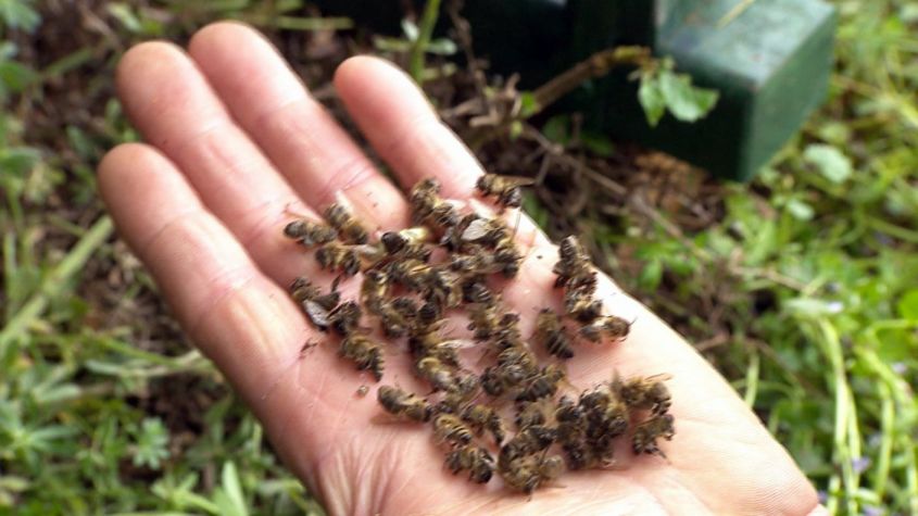 massensterben von Bienenjpg