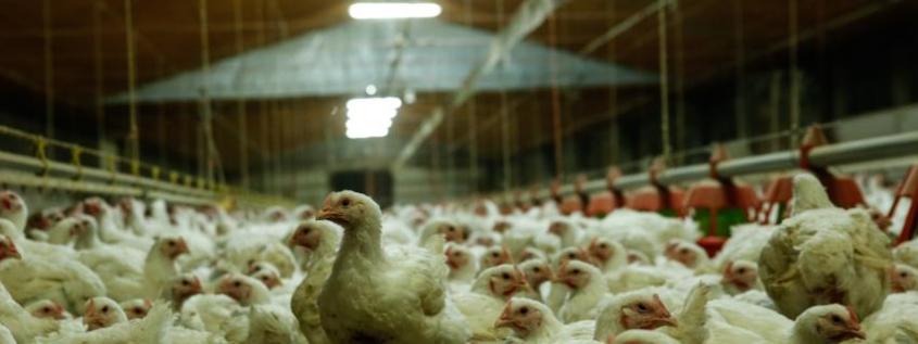 massentierhaltung hühner