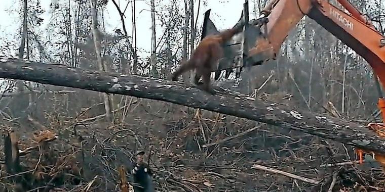 Orang-Utan-aus-dem-Urwald_article