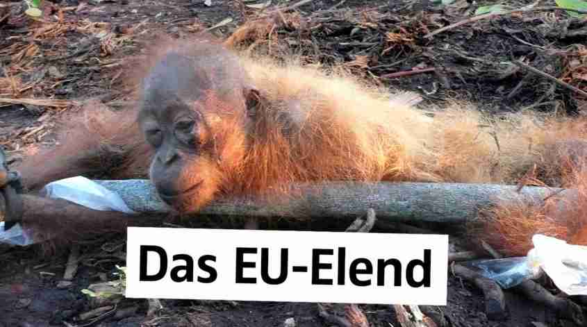 orang-utan-das-eu-elend