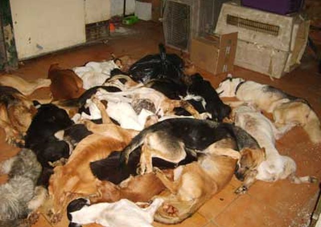 perrera-puerto real Shelter 201413