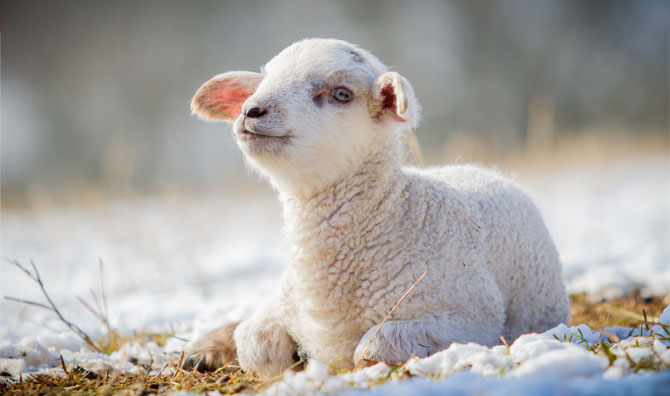 schönes lämmlein jpg
