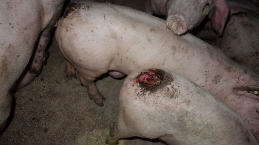 SCHWEINE IN MERKLINGEN peg