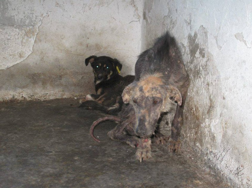 shelter in Rumänienjpg