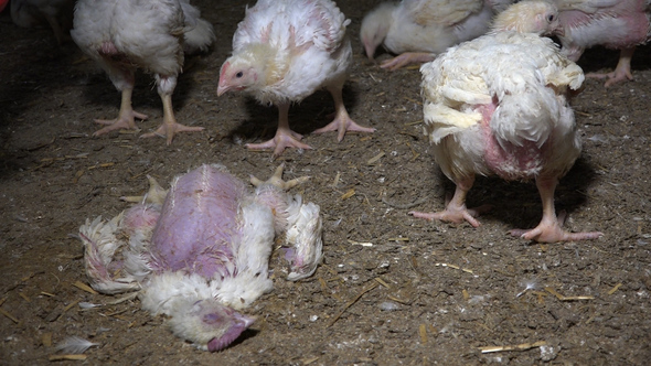 Sterbende HÜhner