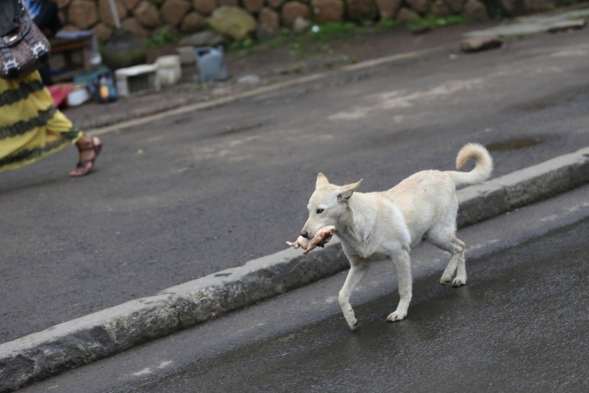 streuner-mit-einem-geklauten-fleischstueck-im-maul-in-den-strassen-von-addis-abeba-streunende-tiere-