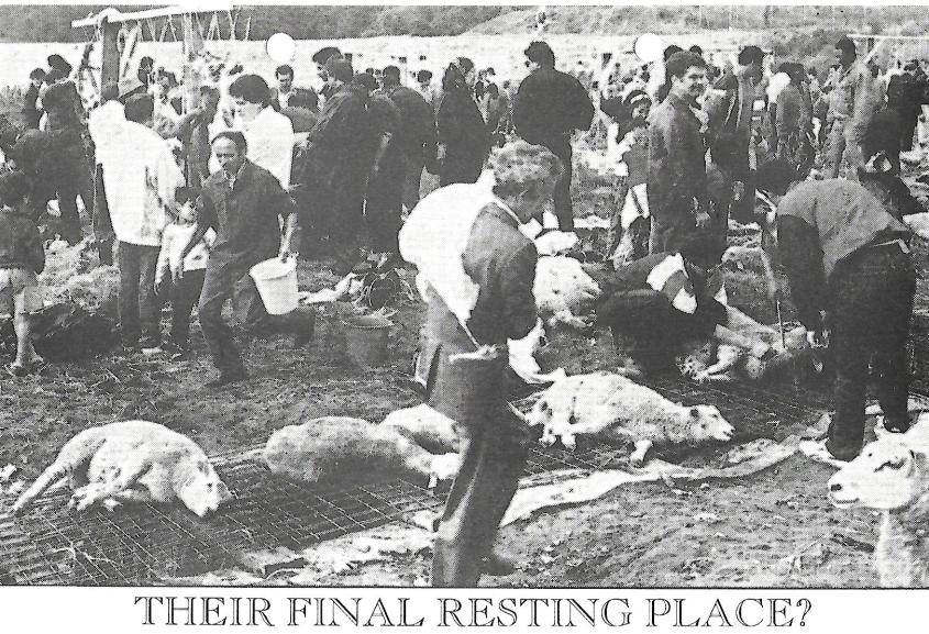 Their final resting place.jpg