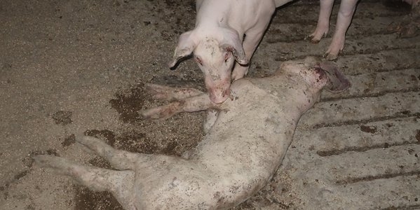 tierschutz1.jschweinepg