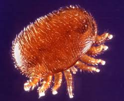 Varroa Milbejpg