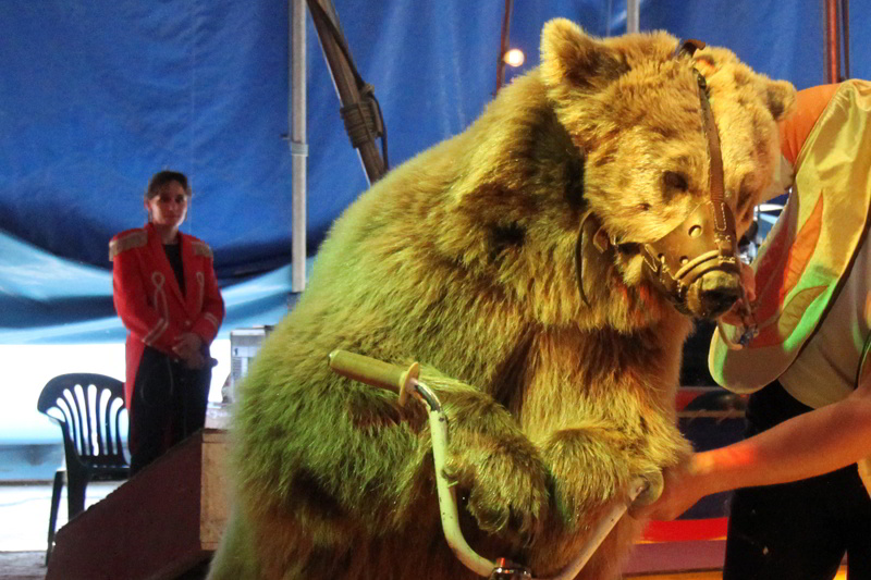 -zirkusbaeren-wildtierhaltung