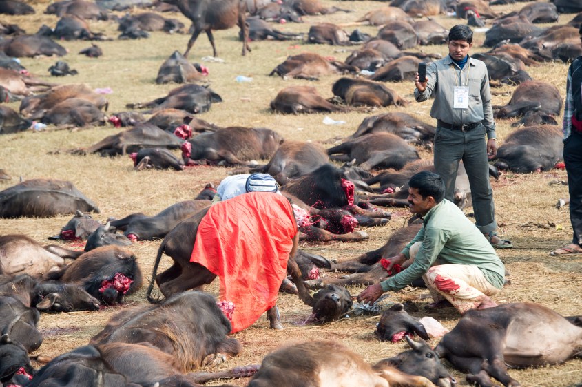 abkehäpfte Gadhimai Opfer