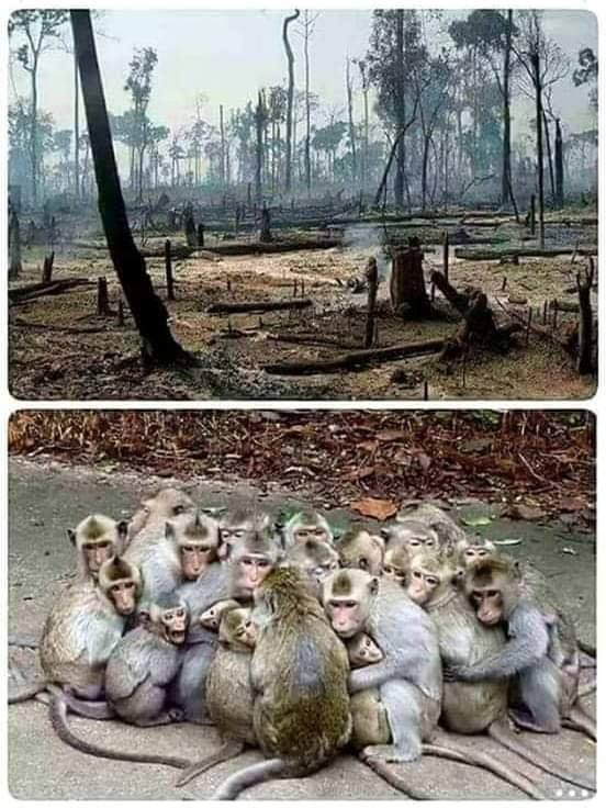 Affen in zerstörtem Wald n