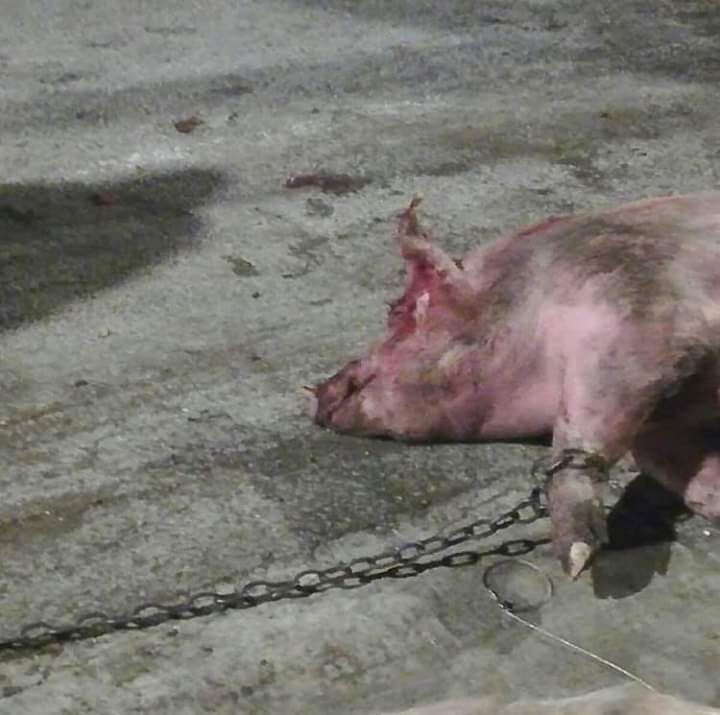 angejkettetes Scweinn