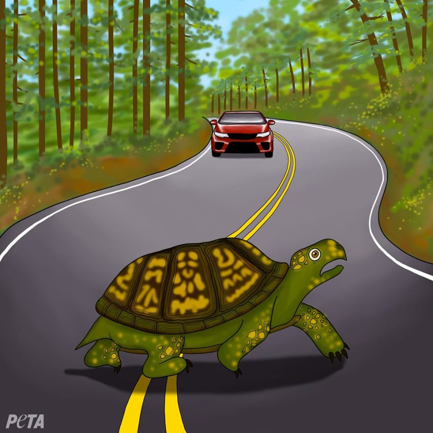 bild mit schildkrötejpg