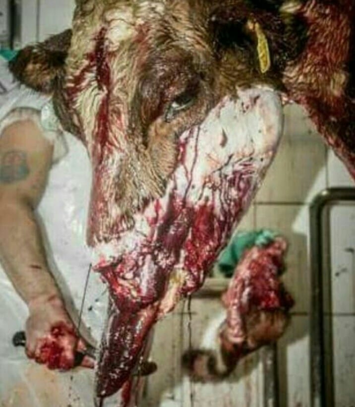 Blutender Kuh Kopf_n