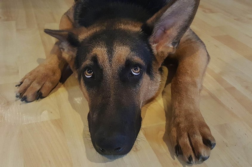 -Cesar-Millan-Hund-c-PETA-D