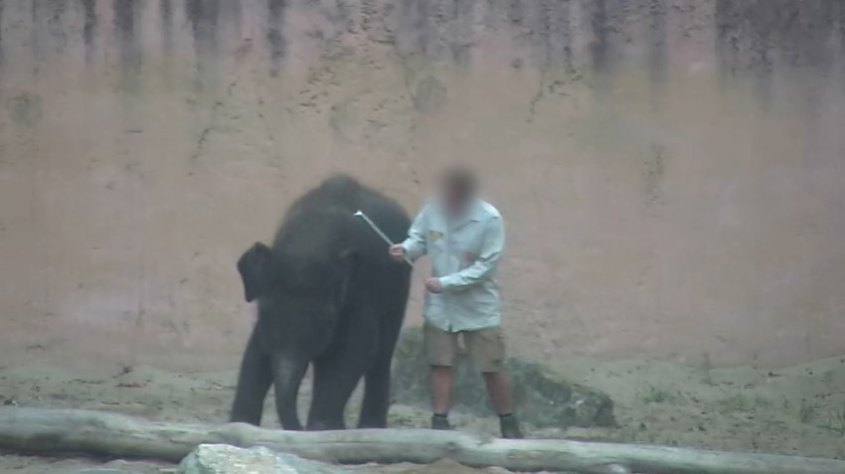 Zoo Hannover/ Elefantenhaken